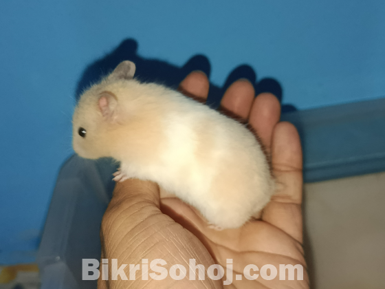 Syrian Hamster